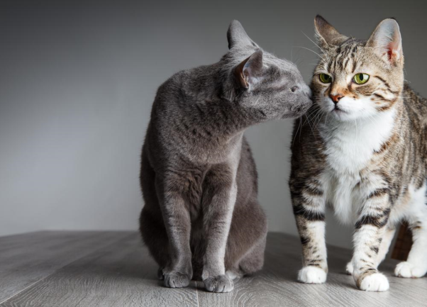 How To Introduce Cats To Each Other Get Your Cats To Get Along